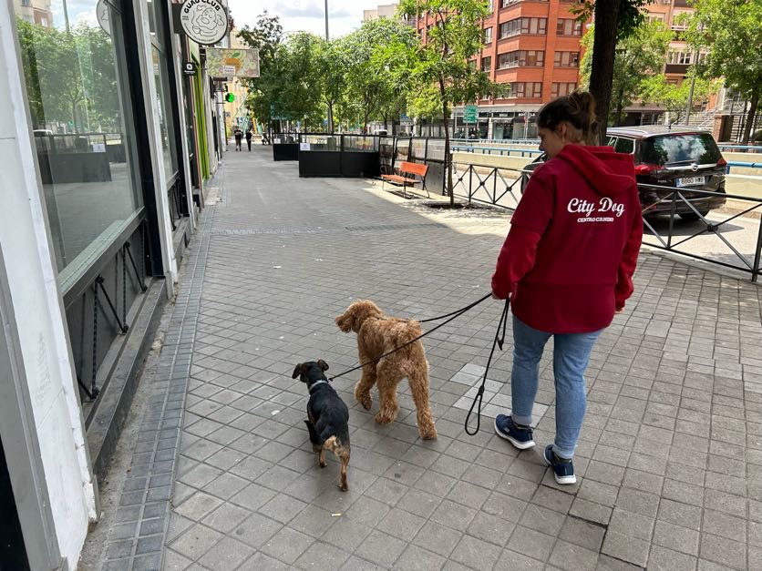 guarderia canina en chamberí