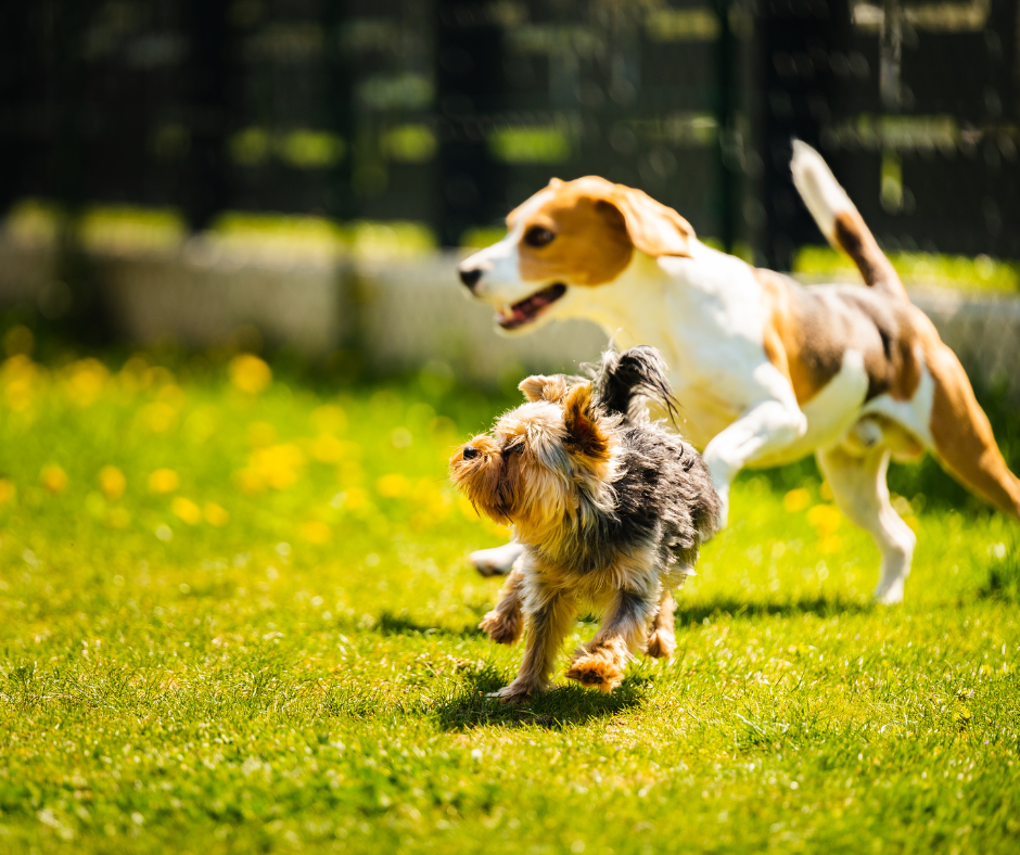 perros felices al aire libre