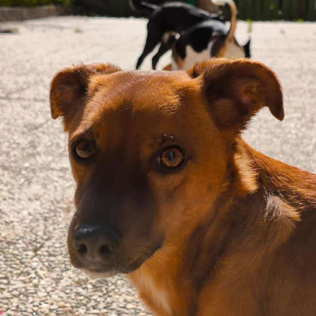 Paseo de perros en guardería canina en Madrid