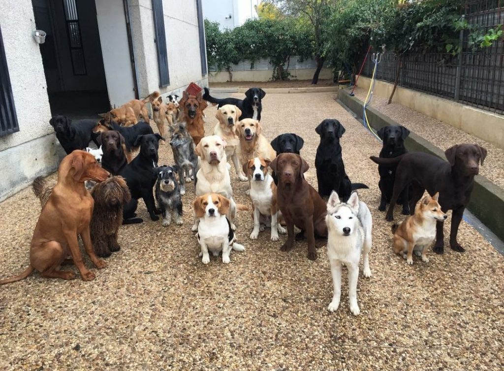 Perros en CityDog Tres Cantos