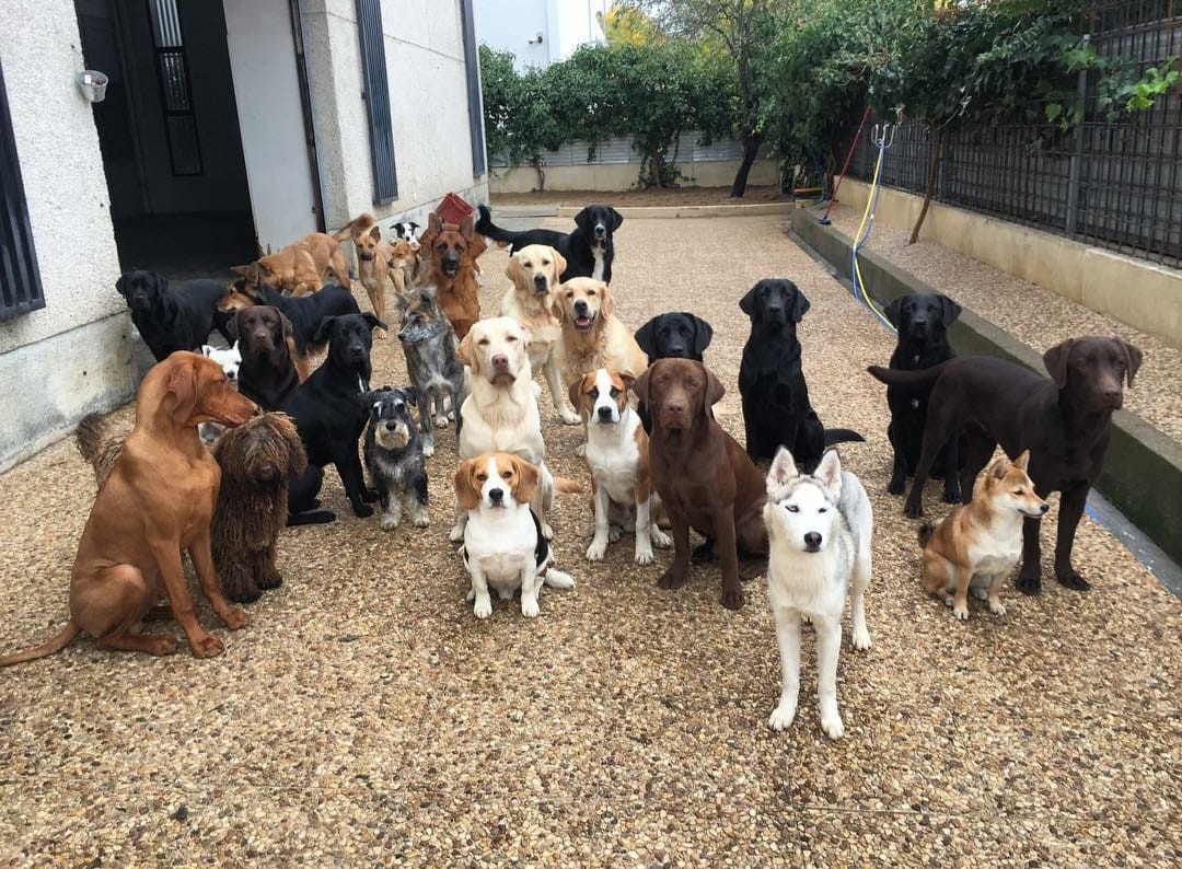 Guardería canina Tres Cantos