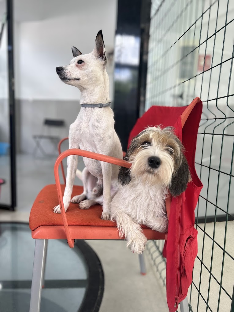 guarderia canina madrid centro