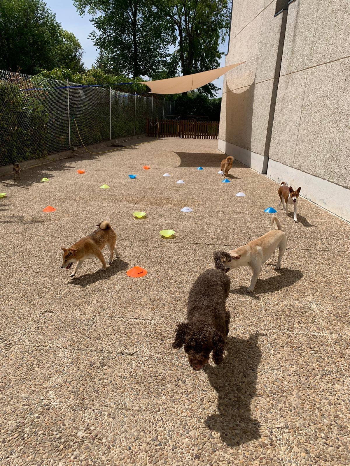Guardería canina de día en Tres Cantos