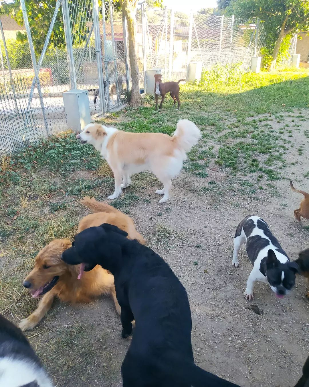 Hotel canino en Madrid