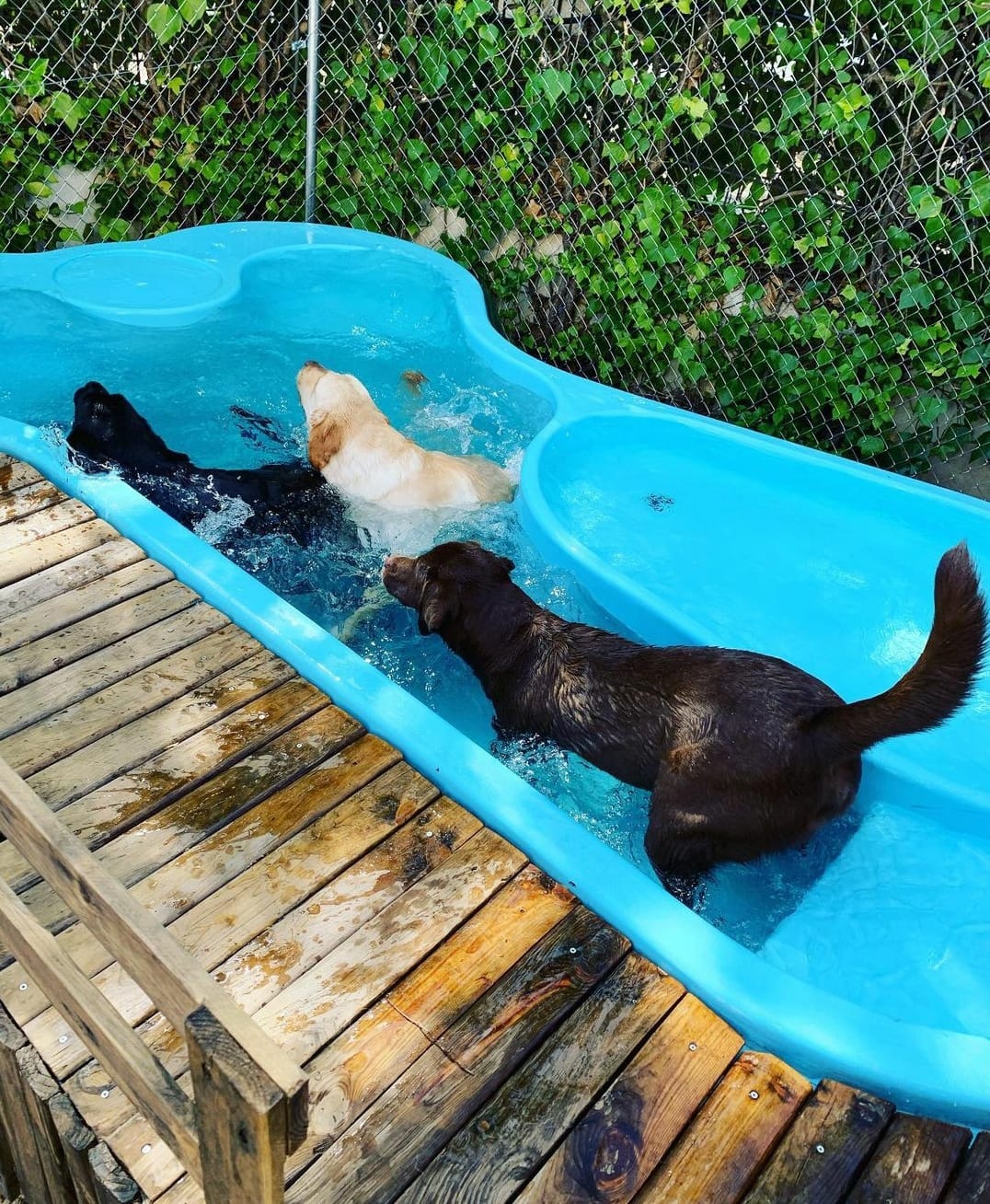 Piscina para perros en Tres Cantos