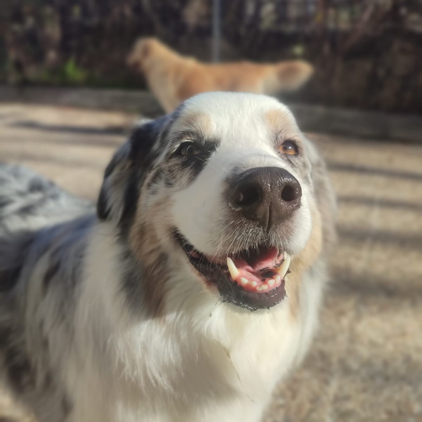 Guardería canina de día en Madrid