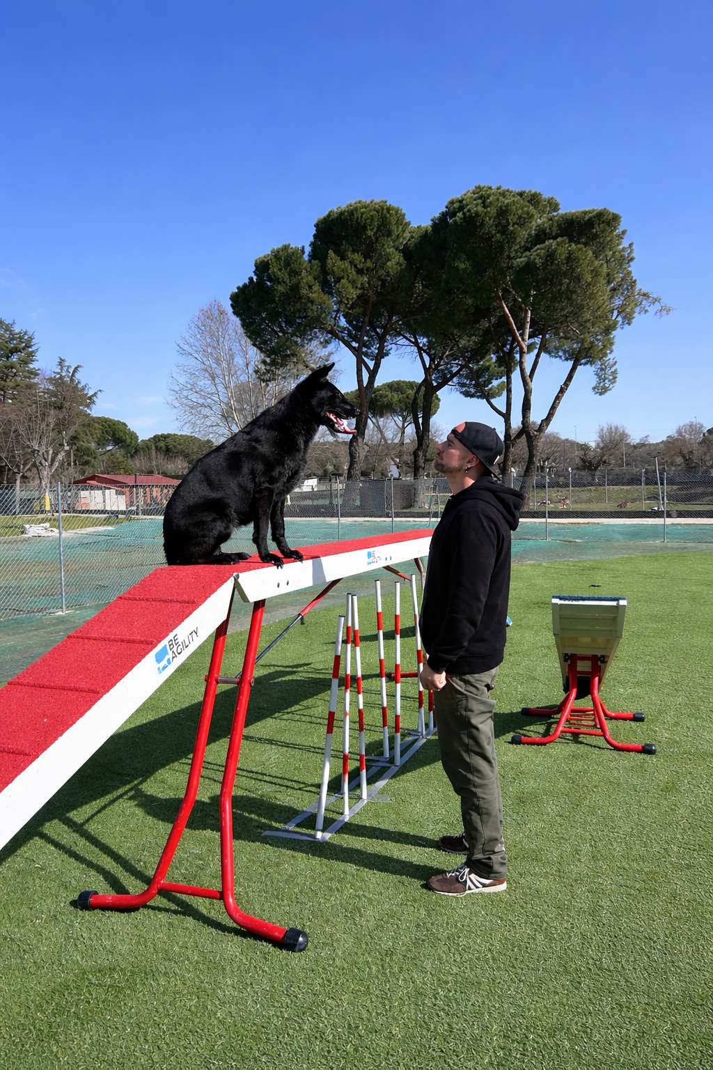Adiestramiento canino en Madrid