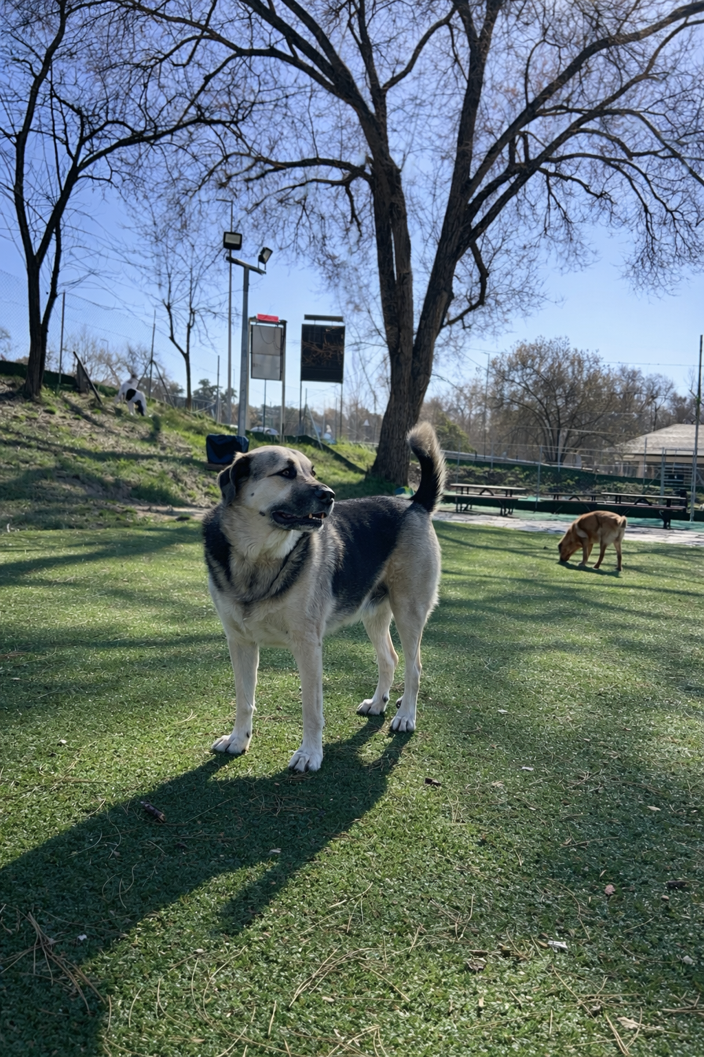 Guardería canina cerca de Ciudad Universitaria