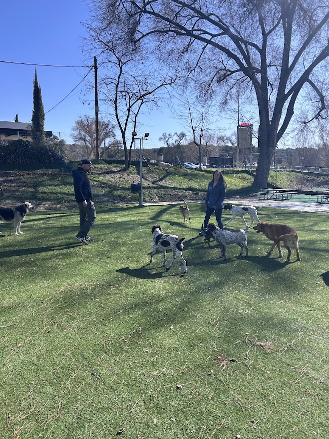 Guardería canina cerca de Fuencarral