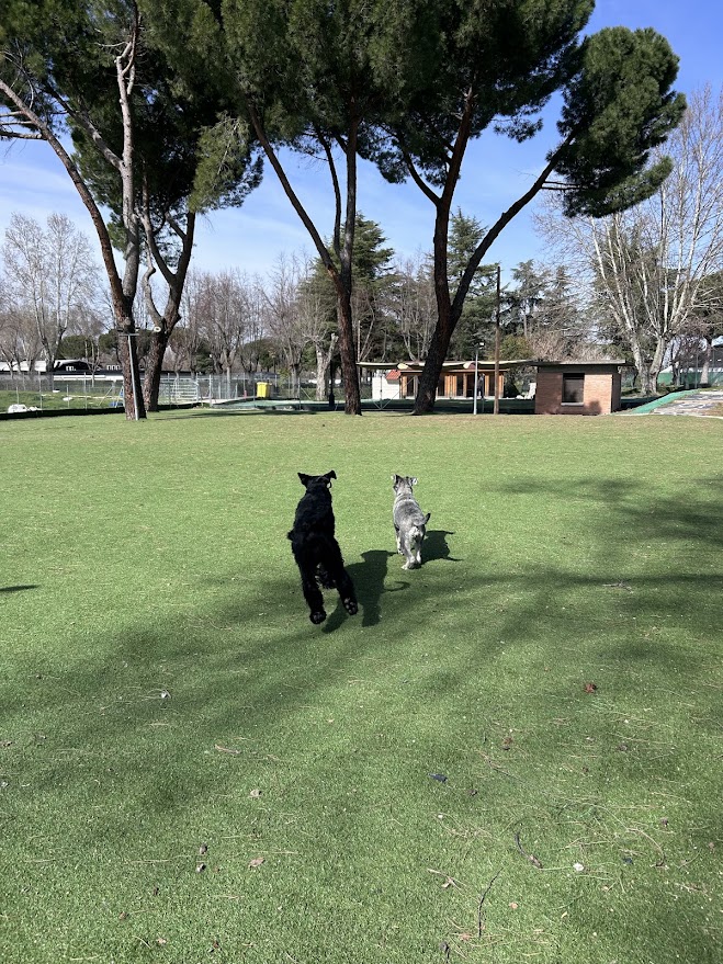 Guardería canina cerca de Majadahonda