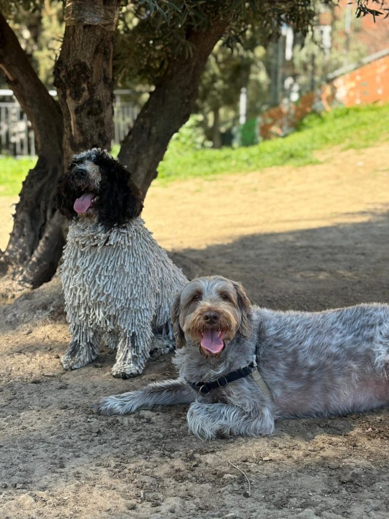 Perros socializando en parque canino en Madrid centro